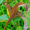 Red-throated anole