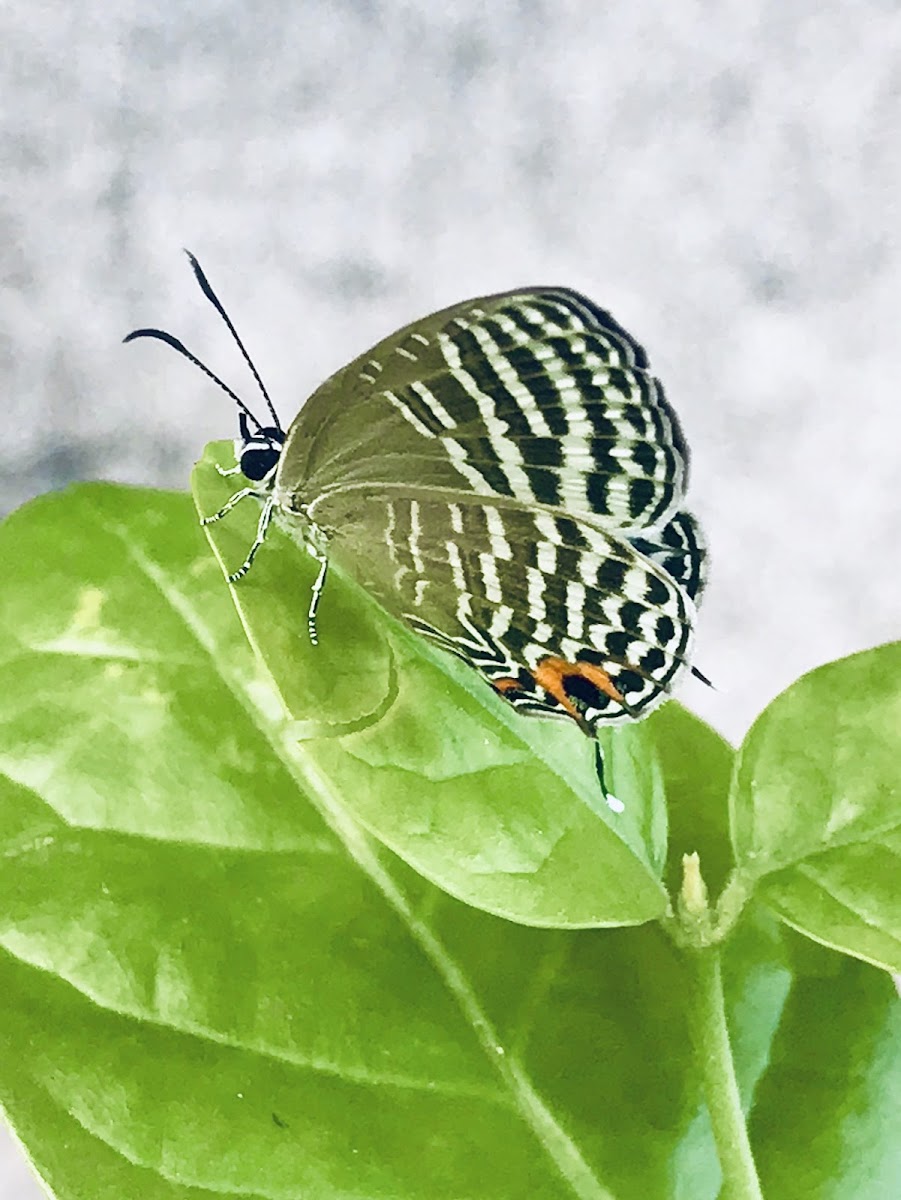 Common Cerulean