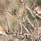 House Sparrow; Gorrión Común