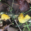 Witches' butter, golden jelly fungus