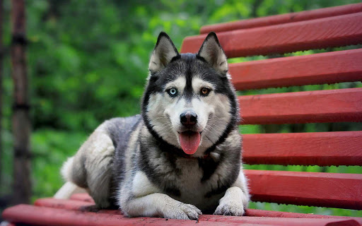 Siberian Husky Live Wallpaper