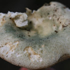 Blue-Green Cracking Russula