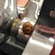 Multicolored Asian Lady Beetle