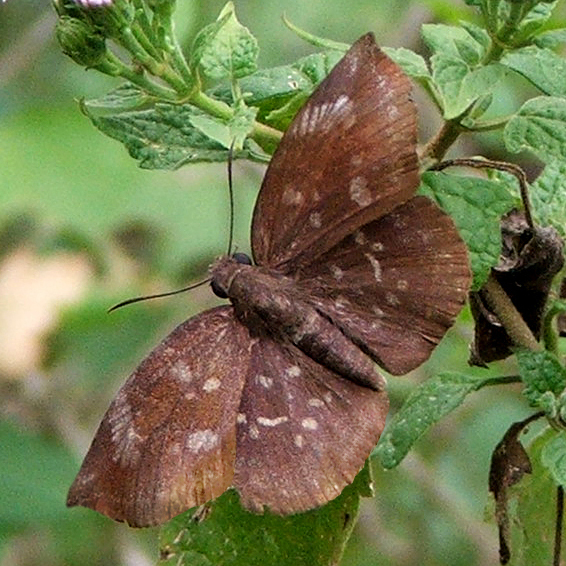 Northern Sicklewing