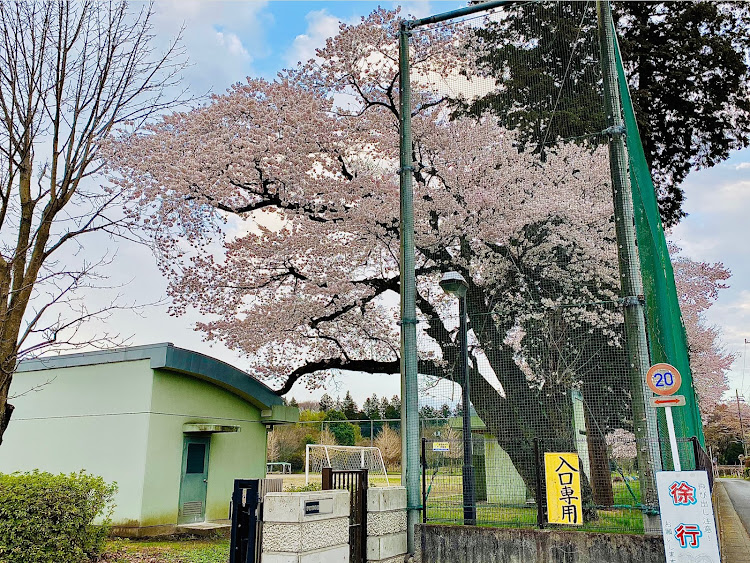 コルトラリーアートバージョンRのいつもイイね&コメントありがとうございます😊・過走行・🌸近所の桜🌸・皆さまお休みなさいませ☆に関するカスタム事例の投稿画像2枚目
