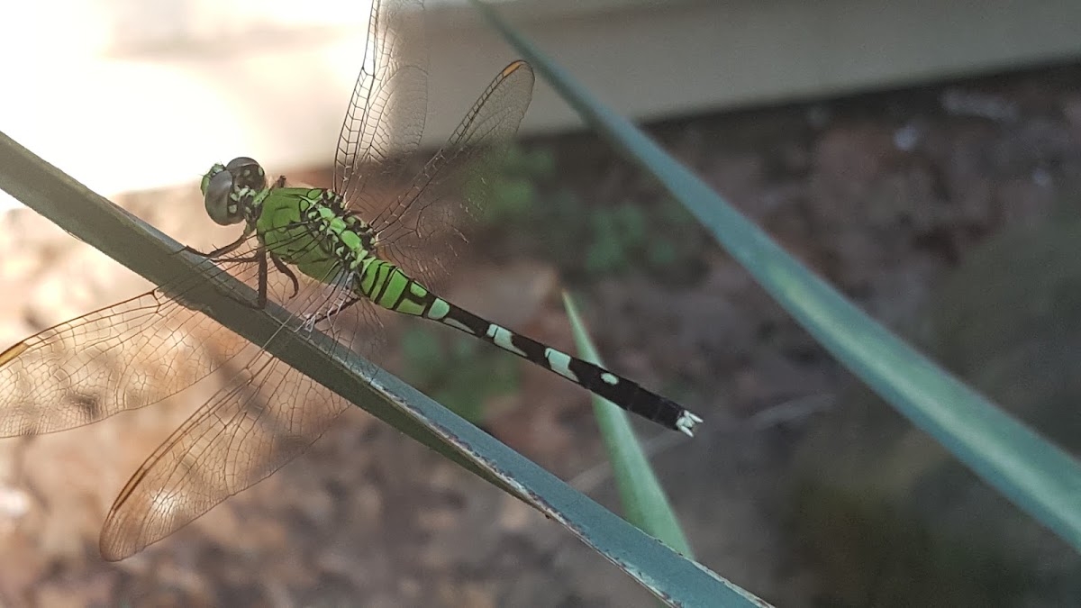 Eastern Pondhawk