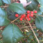 Holly tree