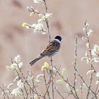 Reed Bunting