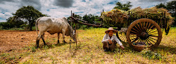 Panoramic Portraits #24