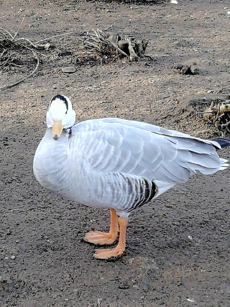 Bar-Headed Goose