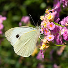 Large White