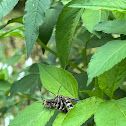 Feather-legged Scolid Wasp