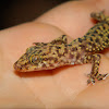 Mediterranean house gecko or Moon lizard