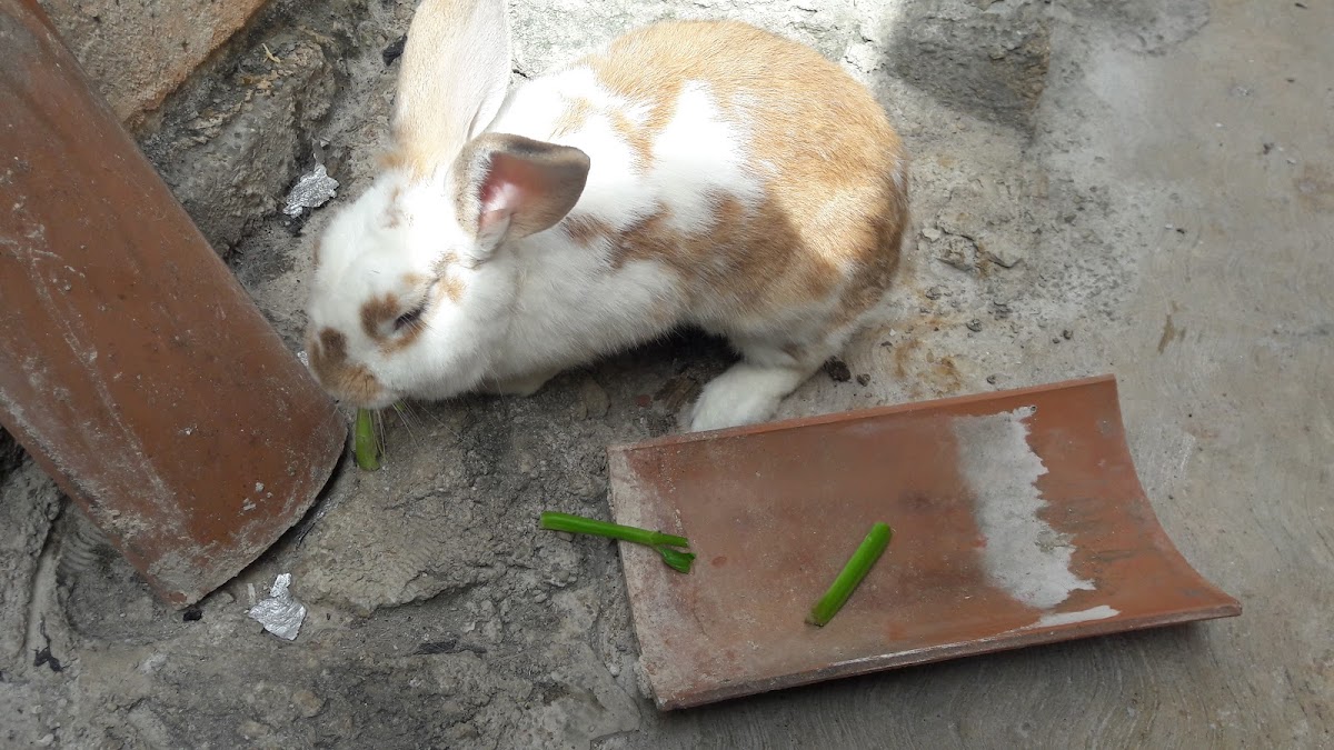 Domestic Rabbit