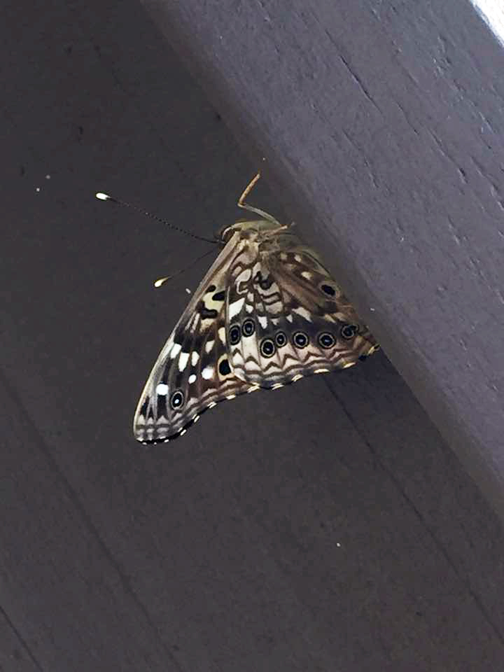 Hackberry Emperor