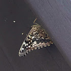 Hackberry Emperor