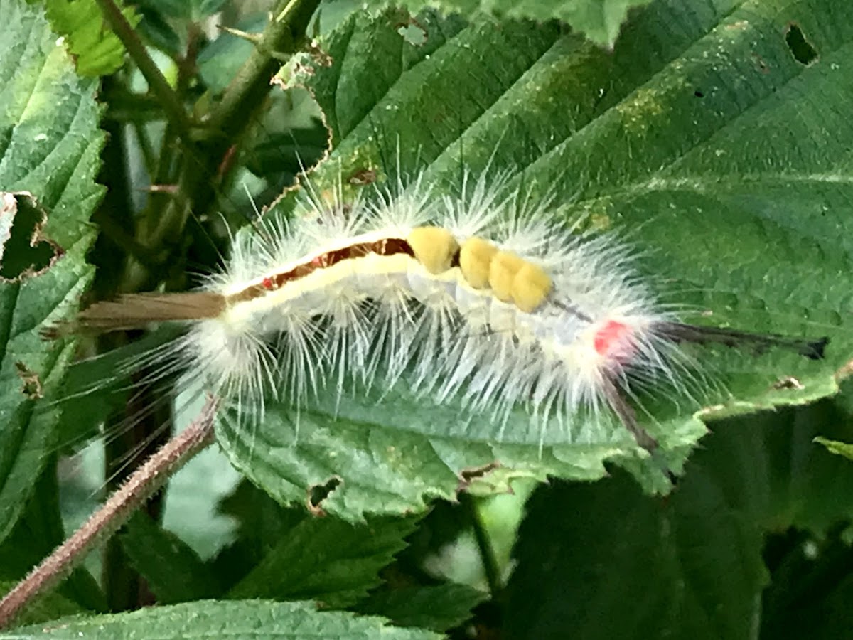 Caterpillar