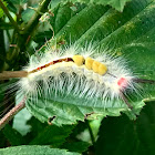 Caterpillar