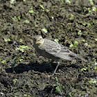 House Finch