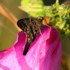 Long-tailed Skipper Butterfly