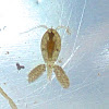 Copepod