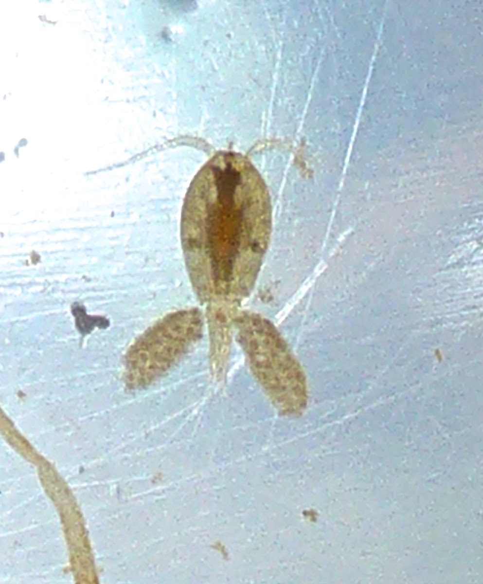 Copepod