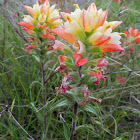 Indian Paintbrush