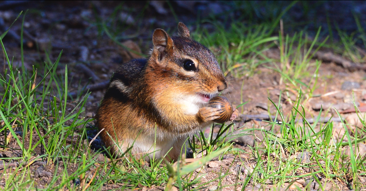 Eastern Chipmunk