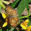 Tiny Checkerspot