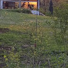 Northern Cardinal