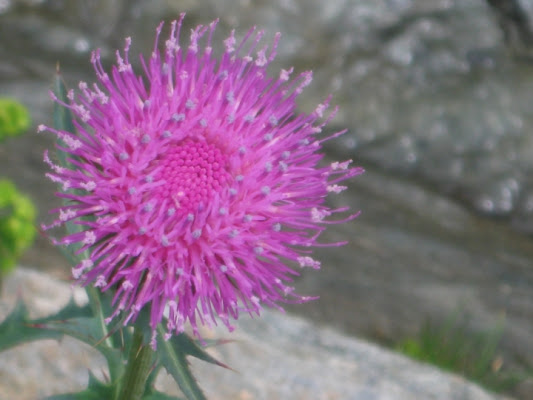 Rosa shocking di mariamapelli