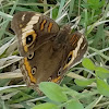 Common Buckeye