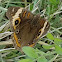 Common Buckeye