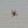 Pirata Wolf Spider