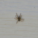 Pirata Wolf Spider