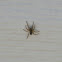 Pirata Wolf Spider