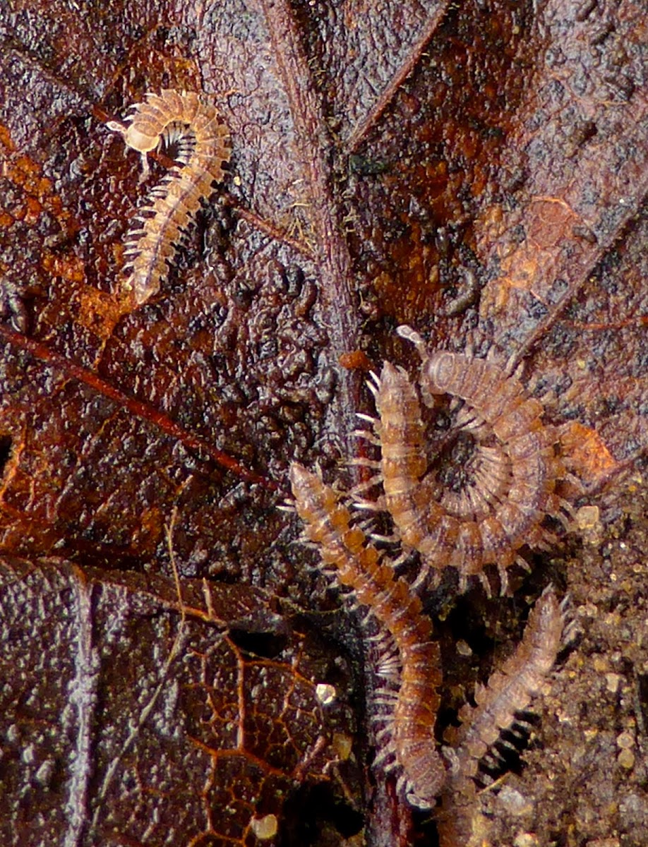 Flat-backed Millipede