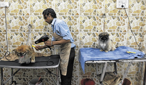 SHAMPOOCH: A man blow-dries a dog at a pet parlour in New Delhi. India's pet industry is expected to grow by 22% this year and reach 4.5-billion rupees (about $81-million) Picture: REUTERS