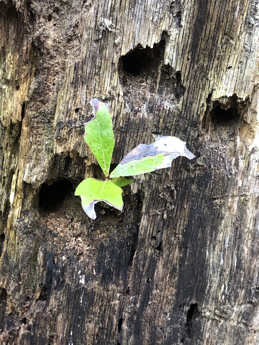 Oak Seedling