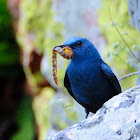 Blue rock thrush; Roquero solitario