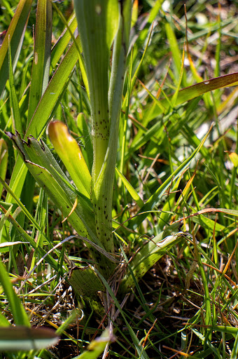 Serapias cordigera