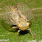 Planthopper