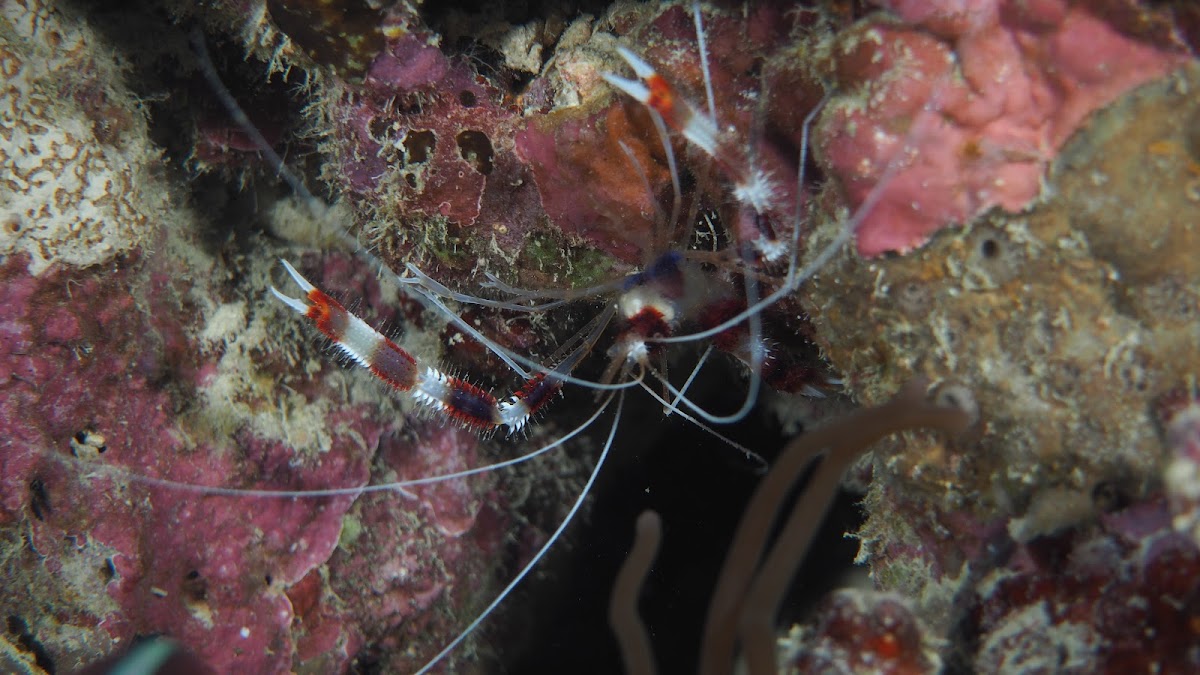 Banded Boxer shrimp