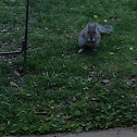 Eastern Gray Squirrel