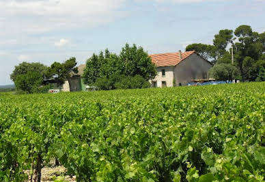 Vineyard 2