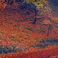 Colori d'Ottobre di 