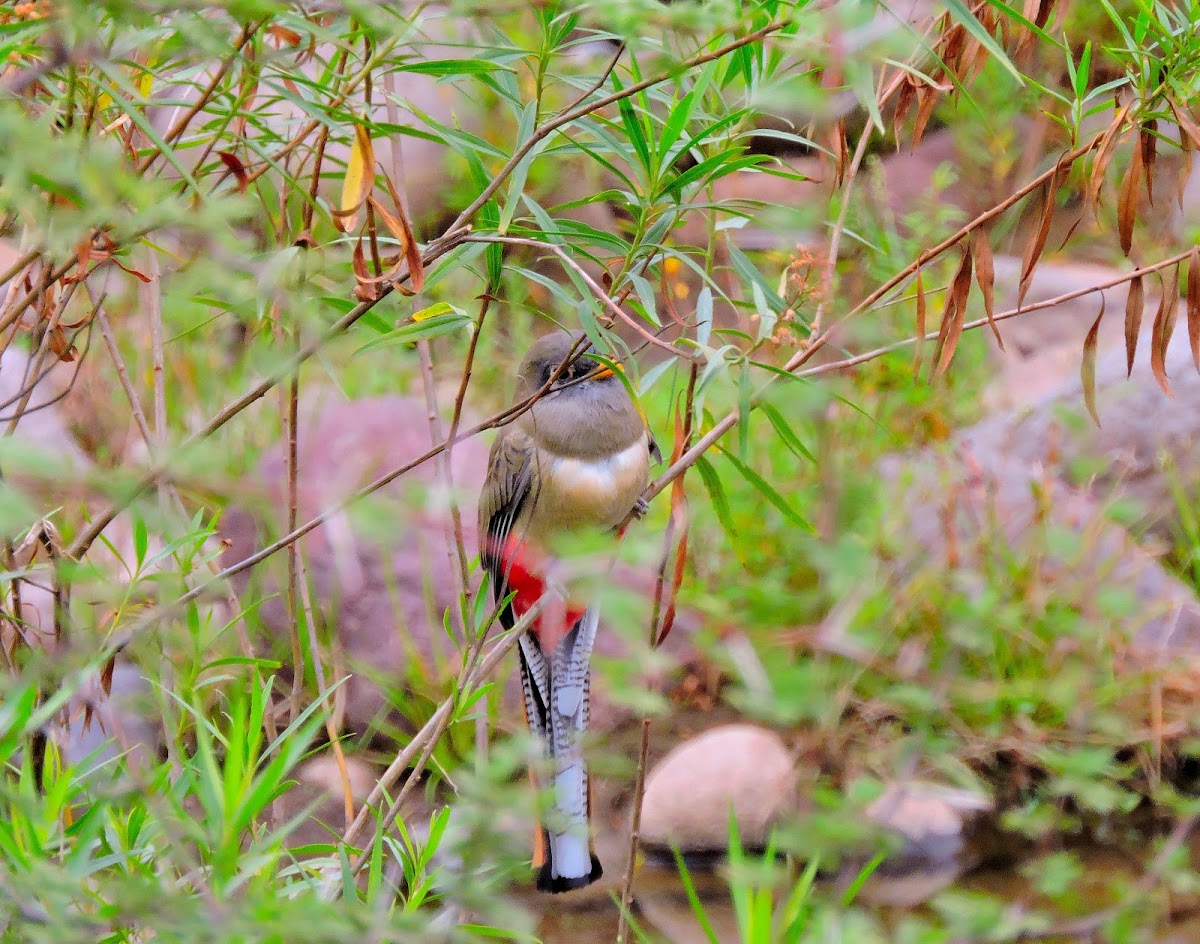 Elegant Trogon-Trogón elegante