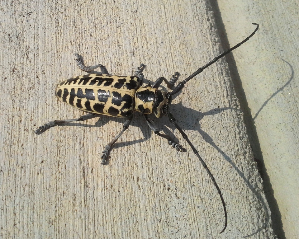 Cottonwood Borer