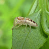 Hentzia Jumping Spider ♀