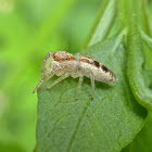 Hentzia Jumping Spider ♀